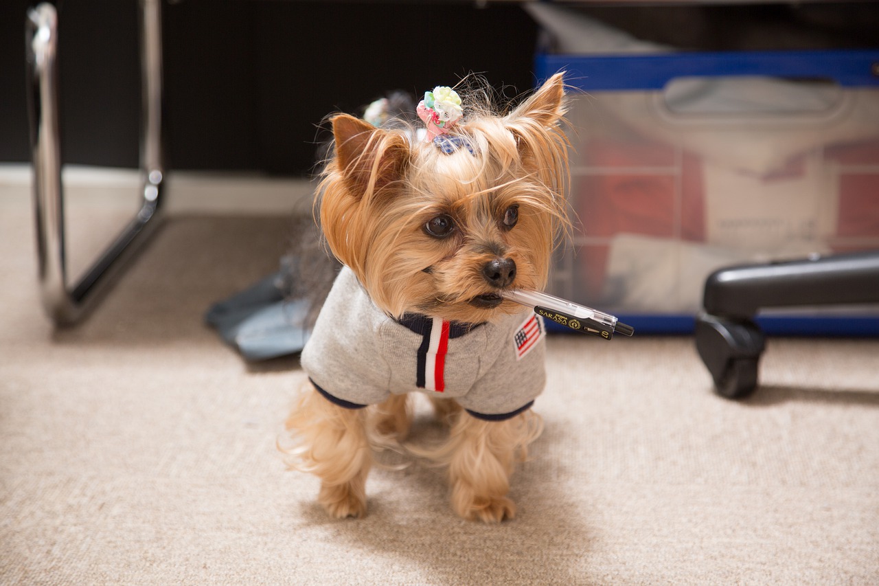 Hypoallergenic emotional support store dogs